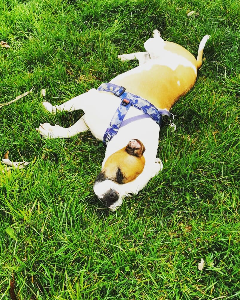 BulldogMilton's tweet photo. Sometimes I'm so lazy that on walks I need to lay down for a bit and do a sleep. https://t.co/vPGCYynxWJ
