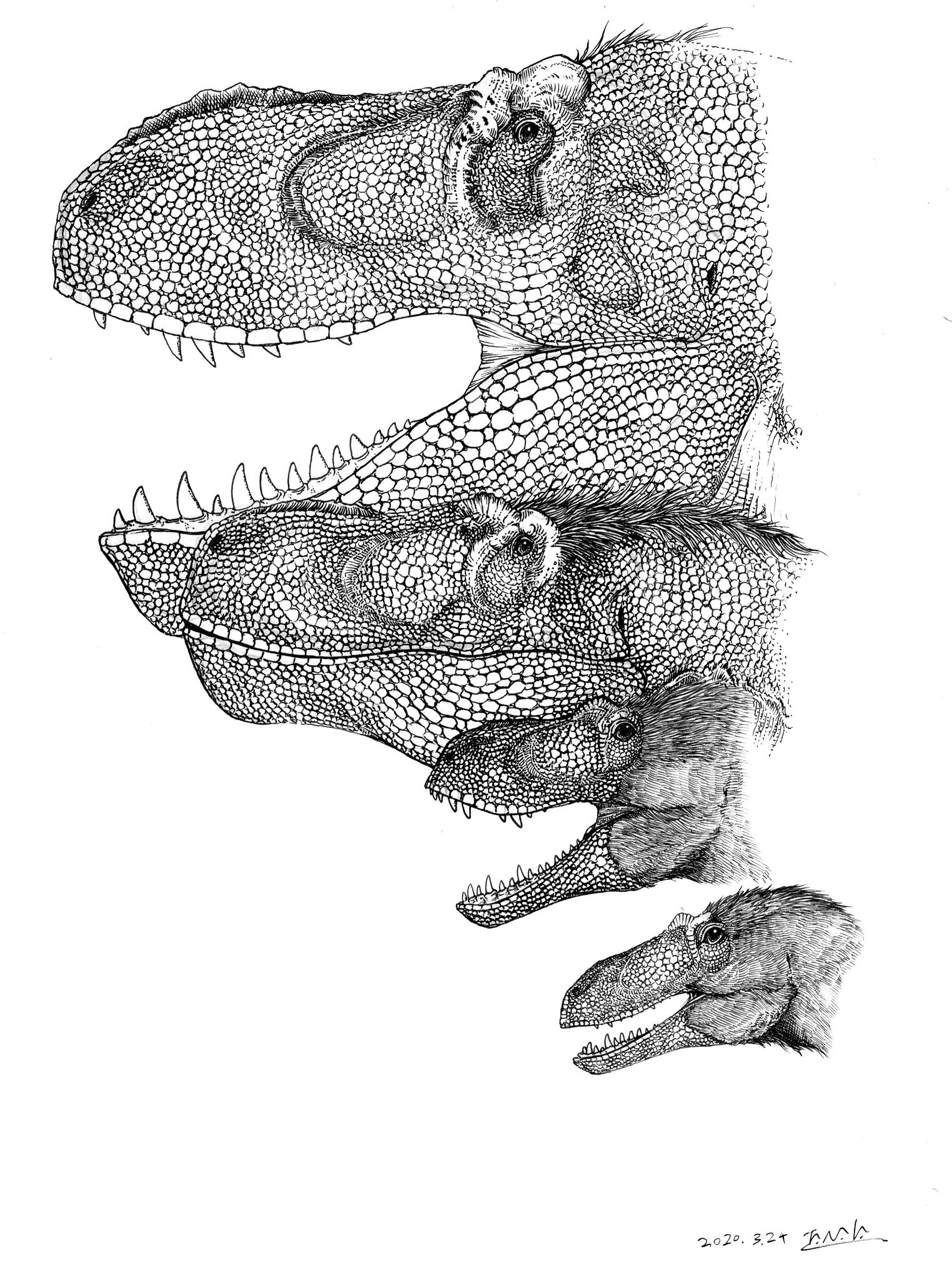 田中順也 古生物のしたたかな生き方 既に完成していたのに何故か上げるのを忘れていたイラストを恐竜の日に アジアの ティラノサウルスこと タルボサウルスの成長 恐竜の日に関係あるプロトケラトプスでもオヴィラプトロサウルス類の卵でもないけど一応
