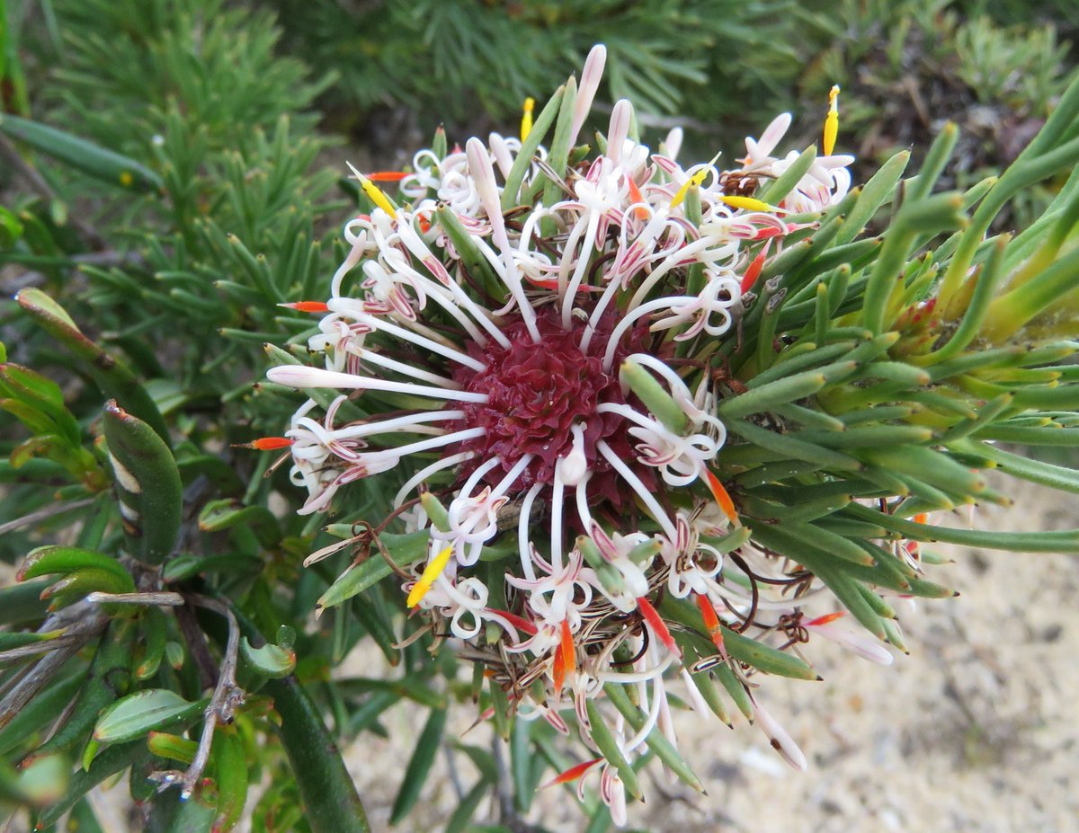  #ProteaceaeGeneraAtoZ: - This will be a slowly evolving thread briefly looking at each genus in the family  #Proteaceae in alphabetical order. For each genus I'll put up representative photos (if I have them) and I invite you to post yours as well  #lockdownlearning