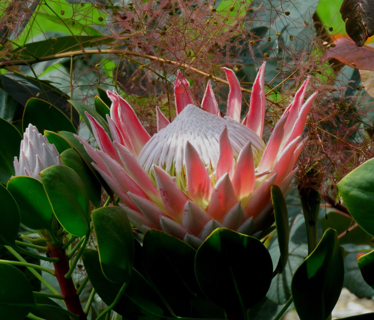  #ProteaceaeGeneraAtoZ: - This will be a slowly evolving thread briefly looking at each genus in the family  #Proteaceae in alphabetical order. For each genus I'll put up representative photos (if I have them) and I invite you to post yours as well  #lockdownlearning