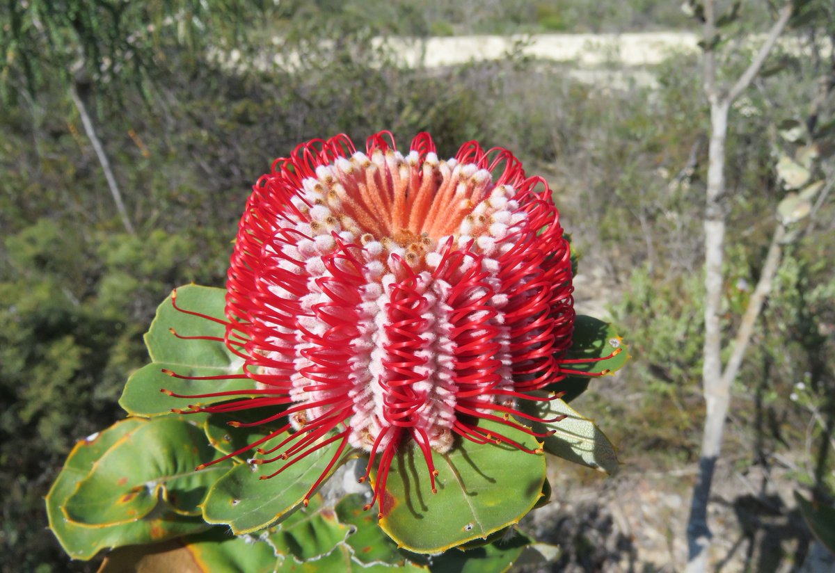  #ProteaceaeGeneraAtoZ: - This will be a slowly evolving thread briefly looking at each genus in the family  #Proteaceae in alphabetical order. For each genus I'll put up representative photos (if I have them) and I invite you to post yours as well  #lockdownlearning