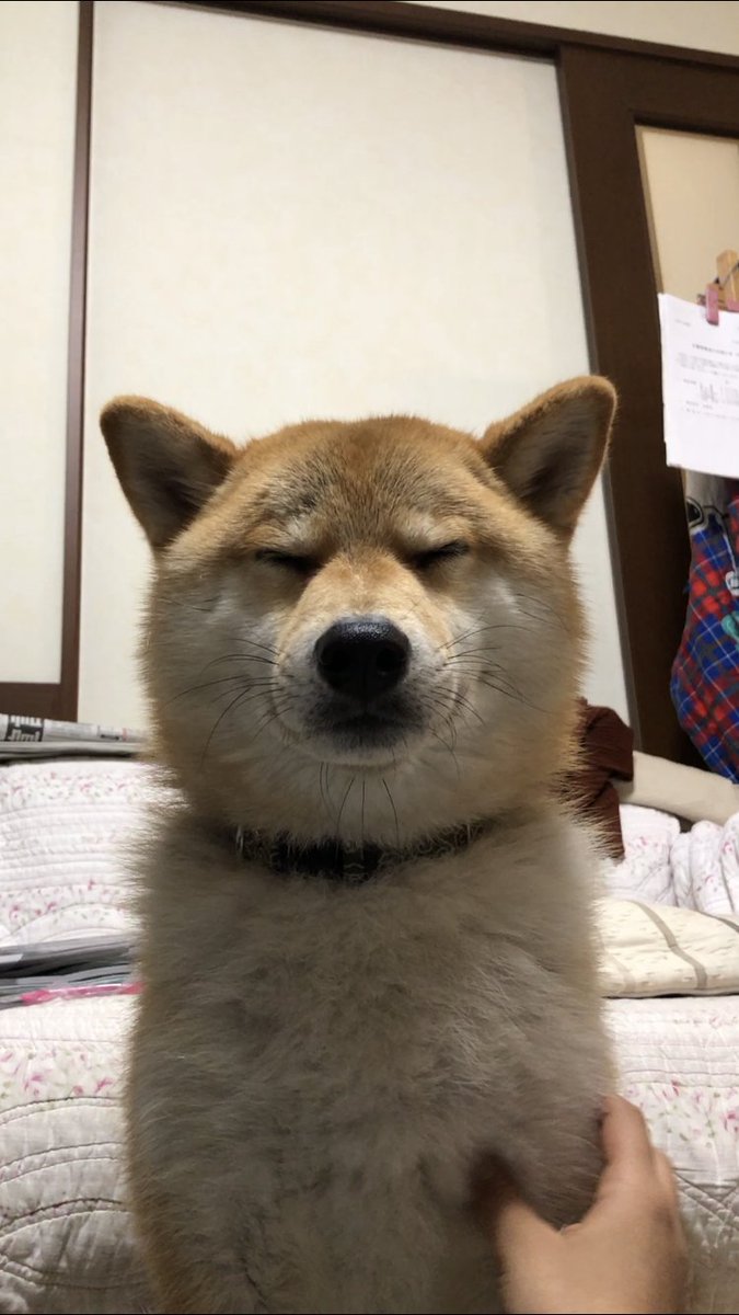 動物系 Min T ミント