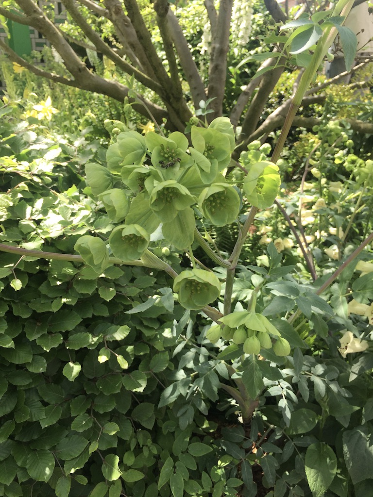 llevelogd's tweet photo. G R E E N  S C E N E

Looking to create a restorative outdoor space then green is the colour for you! 

It's the only colour we don't have to adjust our eyes to take in &amp; in evolutionary terms it signified the presence of water hence is associated with harmony &amp; renewal #Peace https://t.co/VwEbQBeJXZ