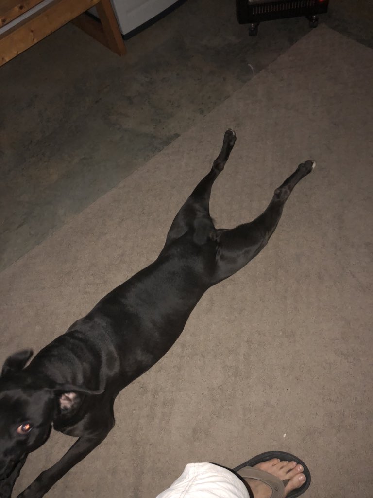 k9kayaks's tweet photo. Damon💭 very early morning Happy #FrogLegsFriday Dad has to use the flash. Ok #FrogLegsFriday Team members post your #FridayStretch https://t.co/Mmp1lGBuBC