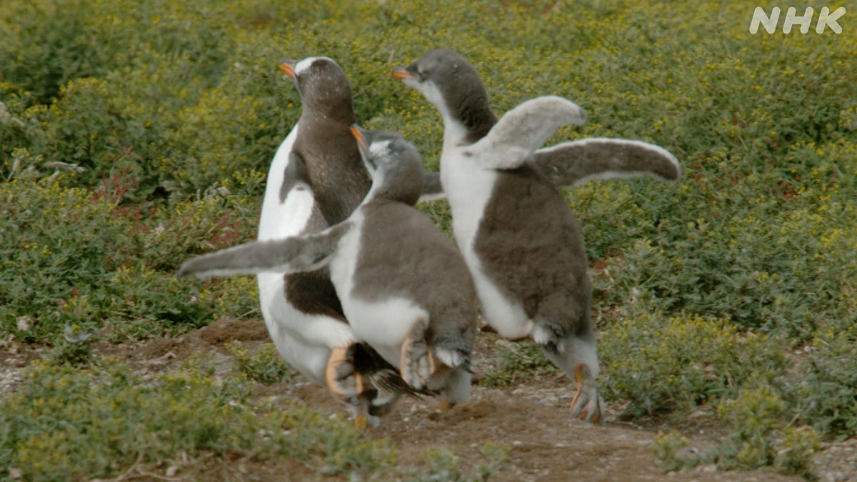 ダーウィンが来た!「びっくり映像!荒野を走るペンギン」アスリートのようなジェンツーペンギン