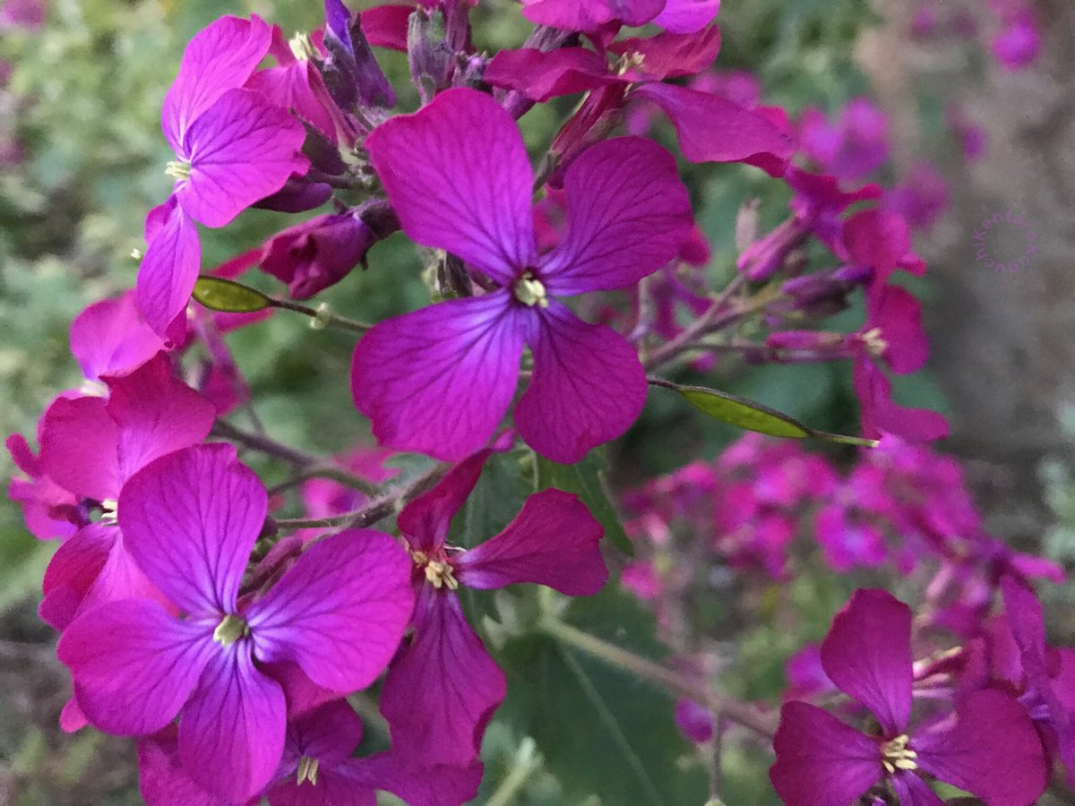 小口建太郎 初めは紫色の菜の花だと思っていました At First I Thought It Was A Purple Canola Flowers 100日ツイッターの会 2周目 99 100 美しい自然を撮る ムラサキハナナ 紫花菜 Chinesevioletcress オオアラセイトウ 大紫羅欄花 ショカツサイ