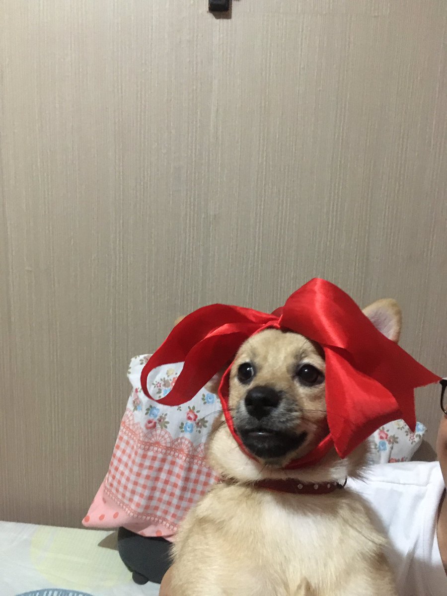 nickquitta's tweet photo. PTAAA ANG CUTE NI GINGER AHAHAHAHHAA WALA NGA LANG MAAYOS NA PIC. KULIT E 🥺💗 https://t.co/VcxnV3gnZ2