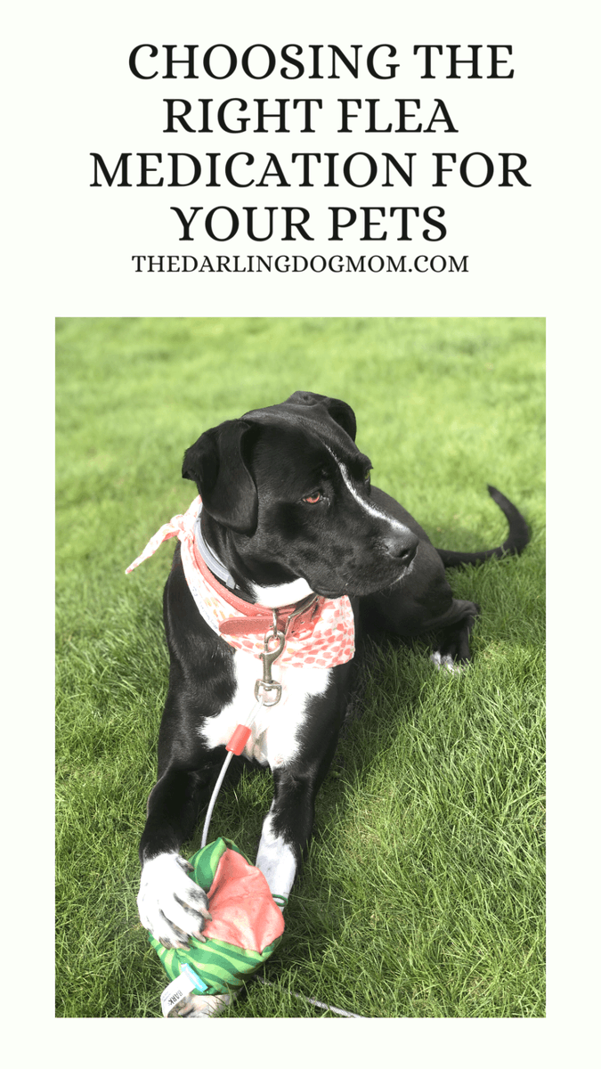 Choosing the Right Flea Medication for Your Pets thedarlingdogmom.com/choosing-the-r…
