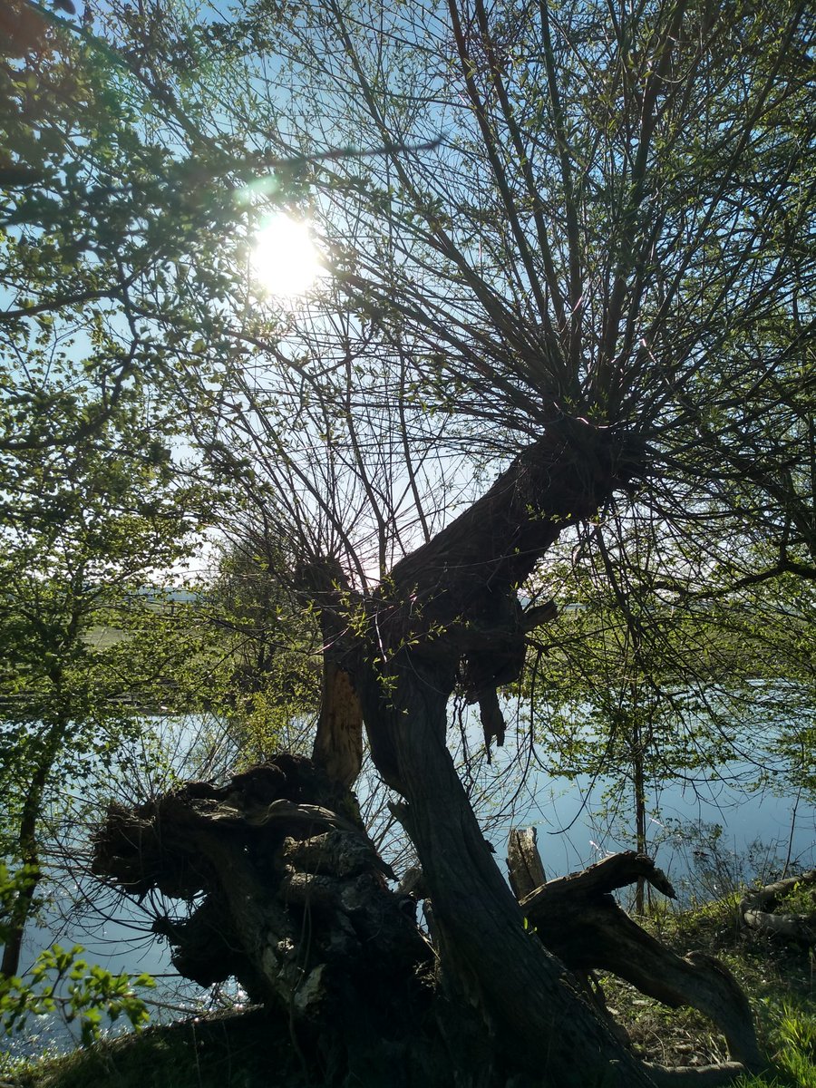FairCloseFarm's tweet image. Morning sun through one of the old willow pollards the other day