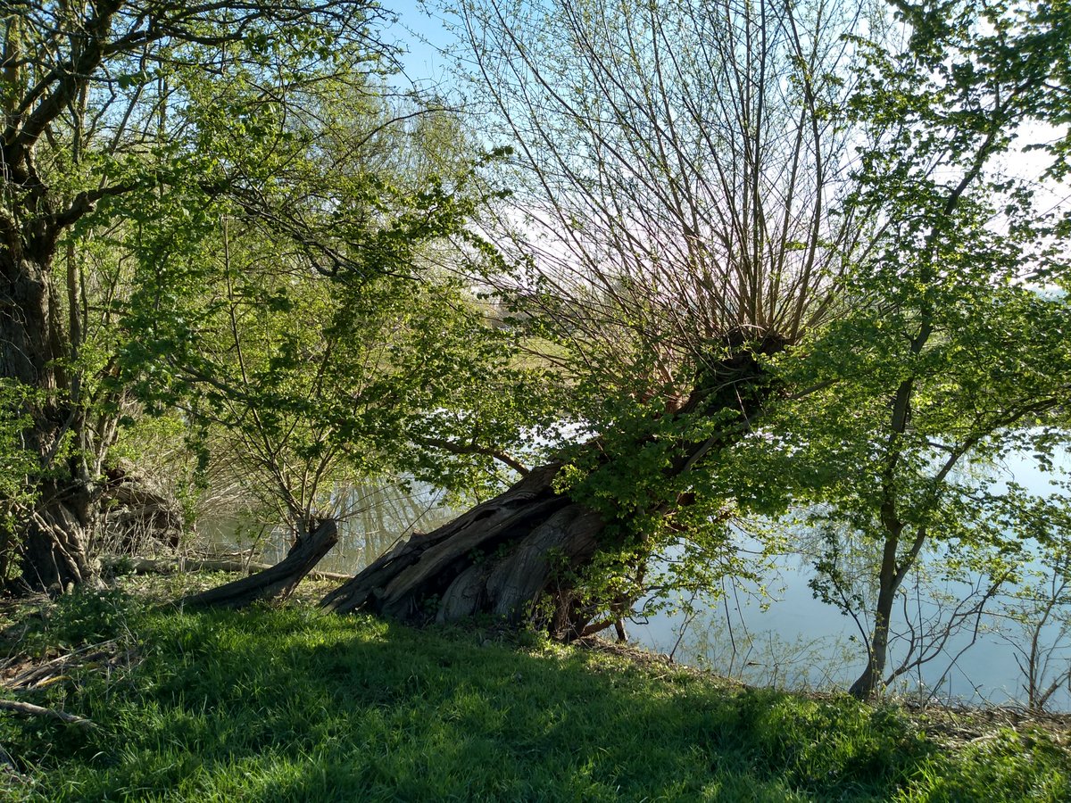 FairCloseFarm's tweet image. My favourite pollard!