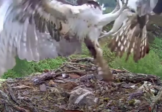 geemeff's tweet photo. #BlastFromThePast: https://t.co/DUzo8qHnki
Slo-mo of #Aila the #LochArkaigOsprey fighting off an #IntruderOsprey June last year while the #chicks cower. With all the recent #intruders around #ArkaigOspreys nest, more #DramaticAction can be expected.
@WoodlandTrust #OspreyCam https://t.co/2XMy0BaTY9