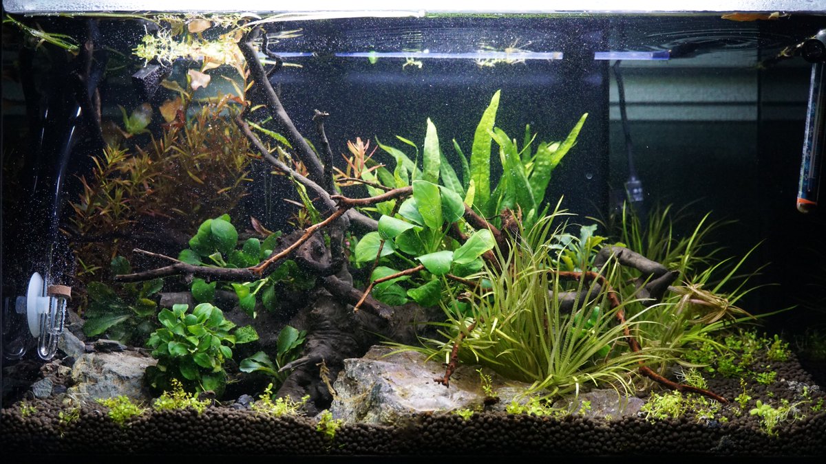 GEX】水槽 Ga Glassterior AGS OF450 | gulatilaw.com