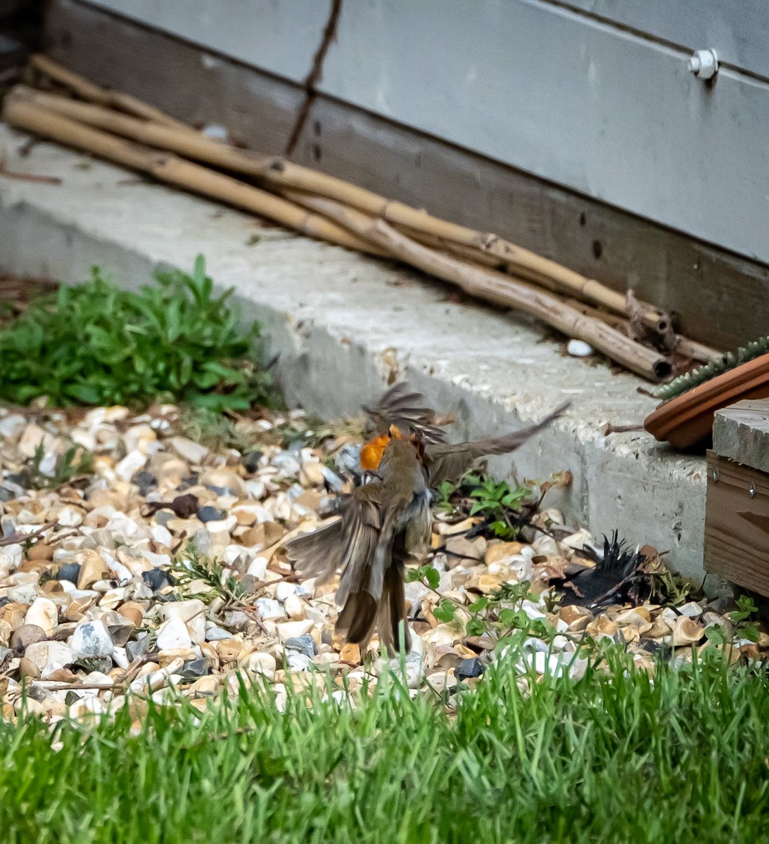 JackaFerris's tweet photo. Saw my first ever Robin turf war in the garden. Here's me thinking the Robin that sits in the garden singing his heart out was a gentle fellow. 

All of a sudden he's drop kicking a rival off his turf.

#beakwatch #SelfIsolationBirdWatch https://t.co/qI6baLfsKq