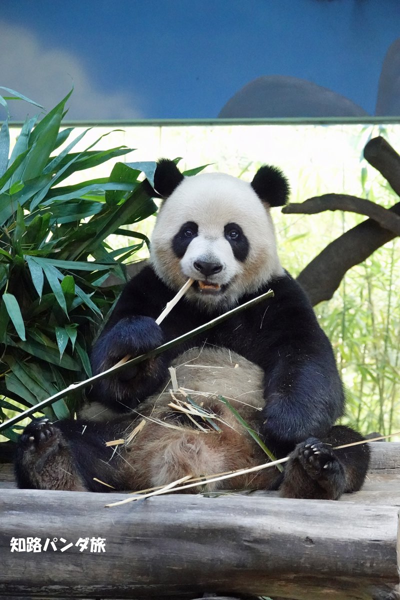 zhiluniannian's tweet photo. #長隆野生動物世界、フィナーレです！1枚目 帅帅(シュワイシュワイ）。2枚目 酷酷(クークー)。3枚目 隆仔(ロンザイ)、4枚目 悦悦(ユエユエ)。長隆世界はまだ閉園中のようですが、みんな元気かな？本当に楽しい所。また絶対行きま～す！😊👍

#ChimelongSafariPark #ShuaiShuai #KuKu #LongZai #YueYue https://t.co/sMgu8r0wB7