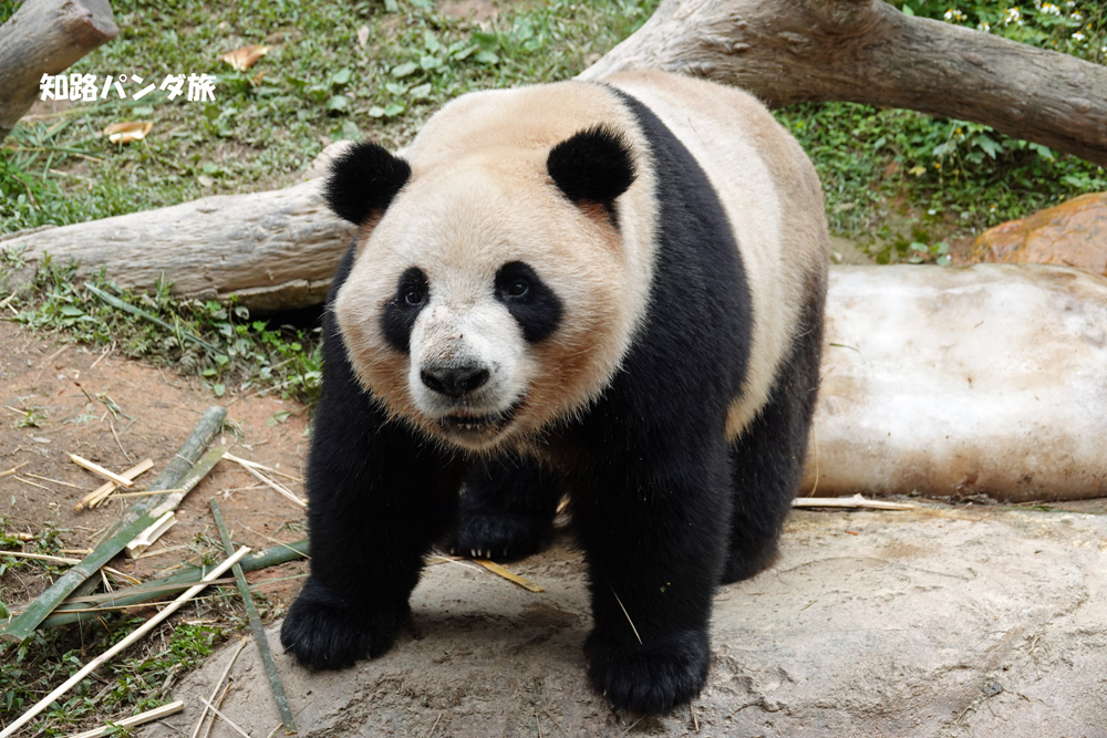 zhiluniannian's tweet photo. #長隆野生動物世界、フィナーレです！1枚目 帅帅(シュワイシュワイ）。2枚目 酷酷(クークー)。3枚目 隆仔(ロンザイ)、4枚目 悦悦(ユエユエ)。長隆世界はまだ閉園中のようですが、みんな元気かな？本当に楽しい所。また絶対行きま～す！😊👍

#ChimelongSafariPark #ShuaiShuai #KuKu #LongZai #YueYue https://t.co/sMgu8r0wB7