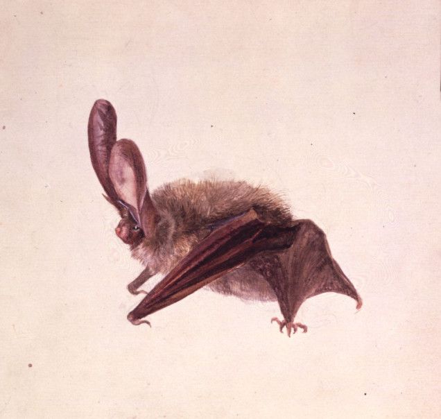 Study of a bat, 1887, by Beatrix Potter, English author, illustrator, natural scientist, and conservationist #womensart #BatAppreciationDay