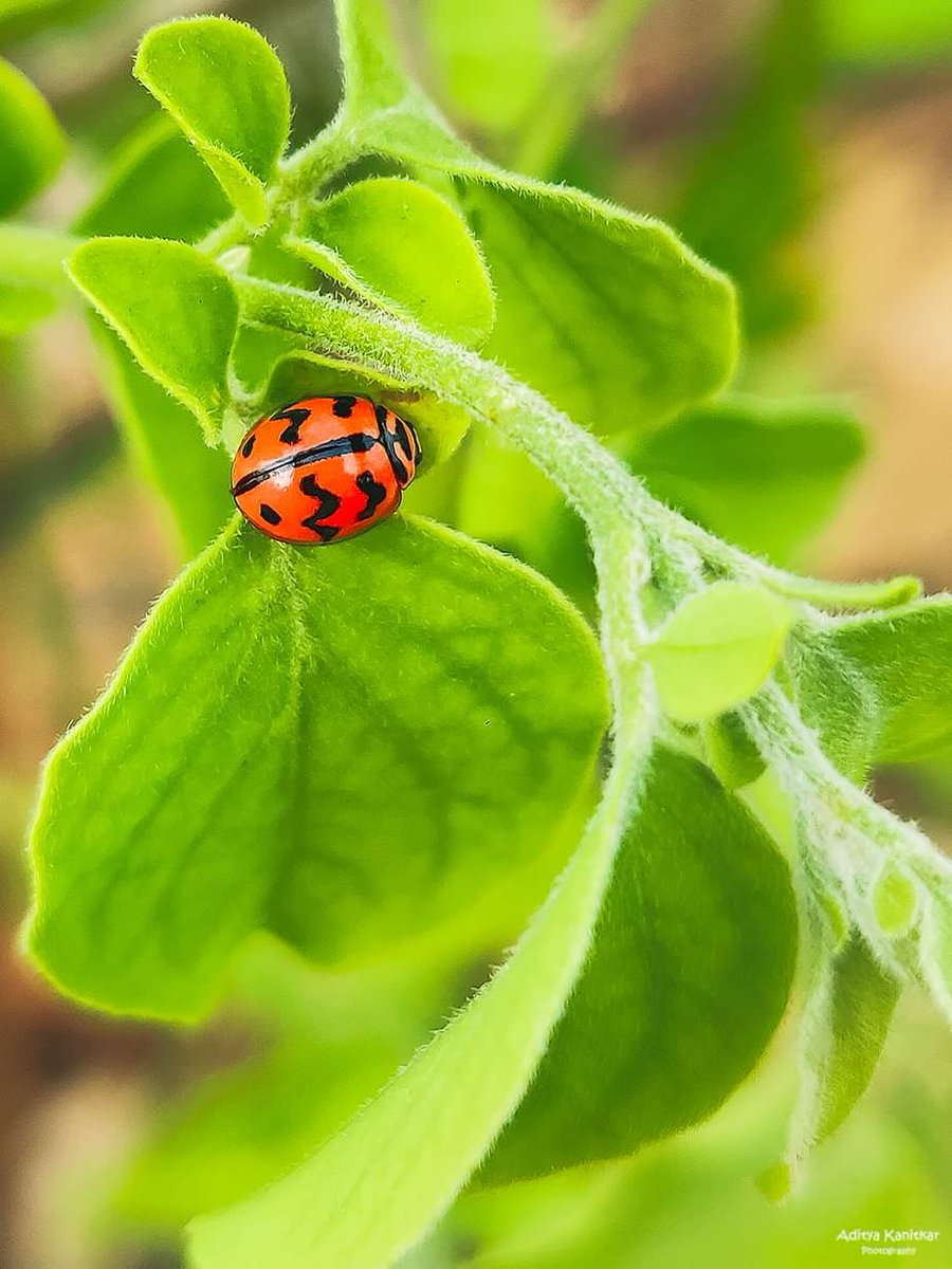 DaityaTw's tweet photo. #redbeetle #insects #beautiful #oneplus6 @oneplus @OnePlus_UK @OnePlus_USA @oneplus_fr @OnePlus_IN https://t.co/nwaAVOseq4