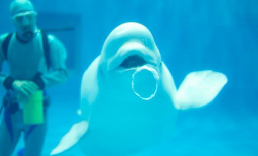 動物の習性図鑑 Twitterren イルカのバブルリング イルカは自分の口から出した バブルリング という水の輪っかを使って遊びます 他にもコミュニケーションの意味を持っているそうです