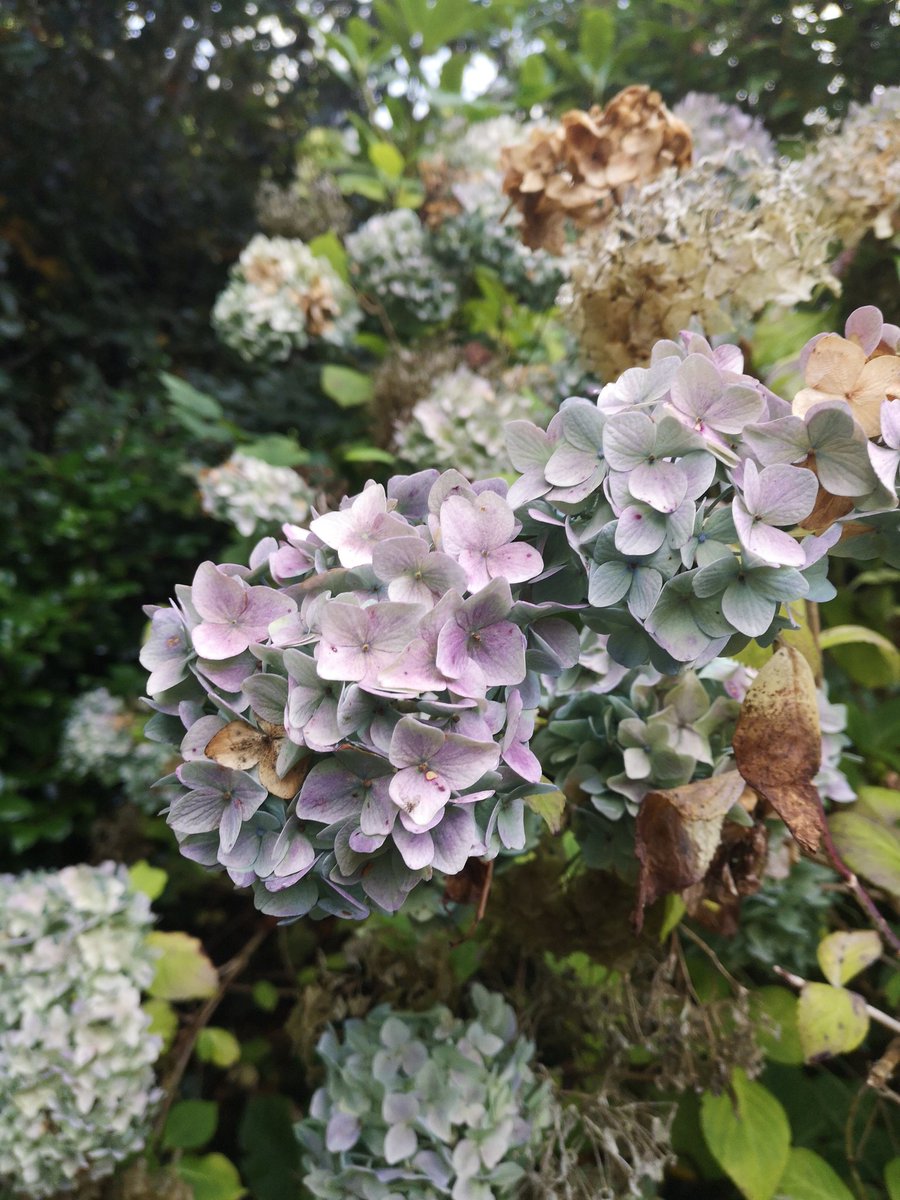 NavigationHouse's tweet image. 🌺Fact 5, during April you will see more rain showers and during May the flowers will start to bloom. That is where the saying April showers bring May flowers comes from.🌺 @heartoflincs @NorthKestevenDC
#MuseumFromHome #navigationhouse #springFacts #DoraTrail #sleaford #flowers