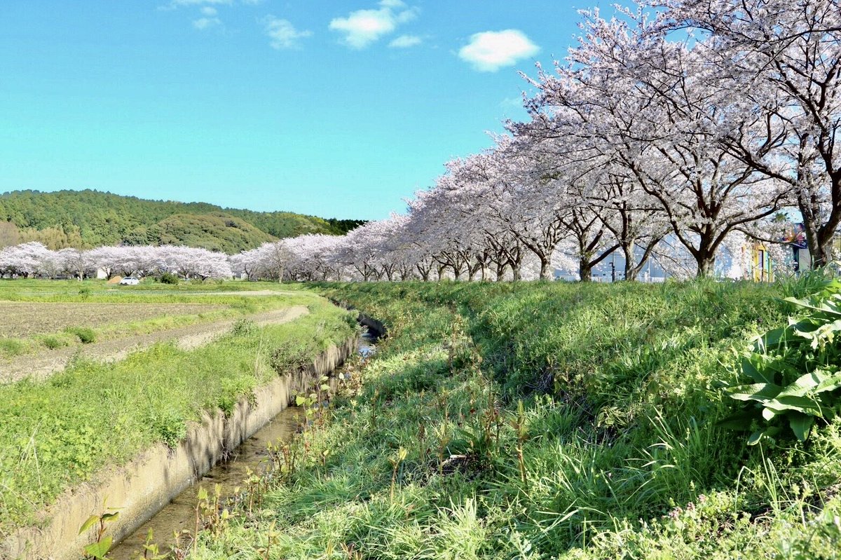 今年撮った桜4枚目🌸🤳

来年はお花見できますように🤲

#桜#カメラ好き#カメラ好きと繋がりたい#cherry blossom#春