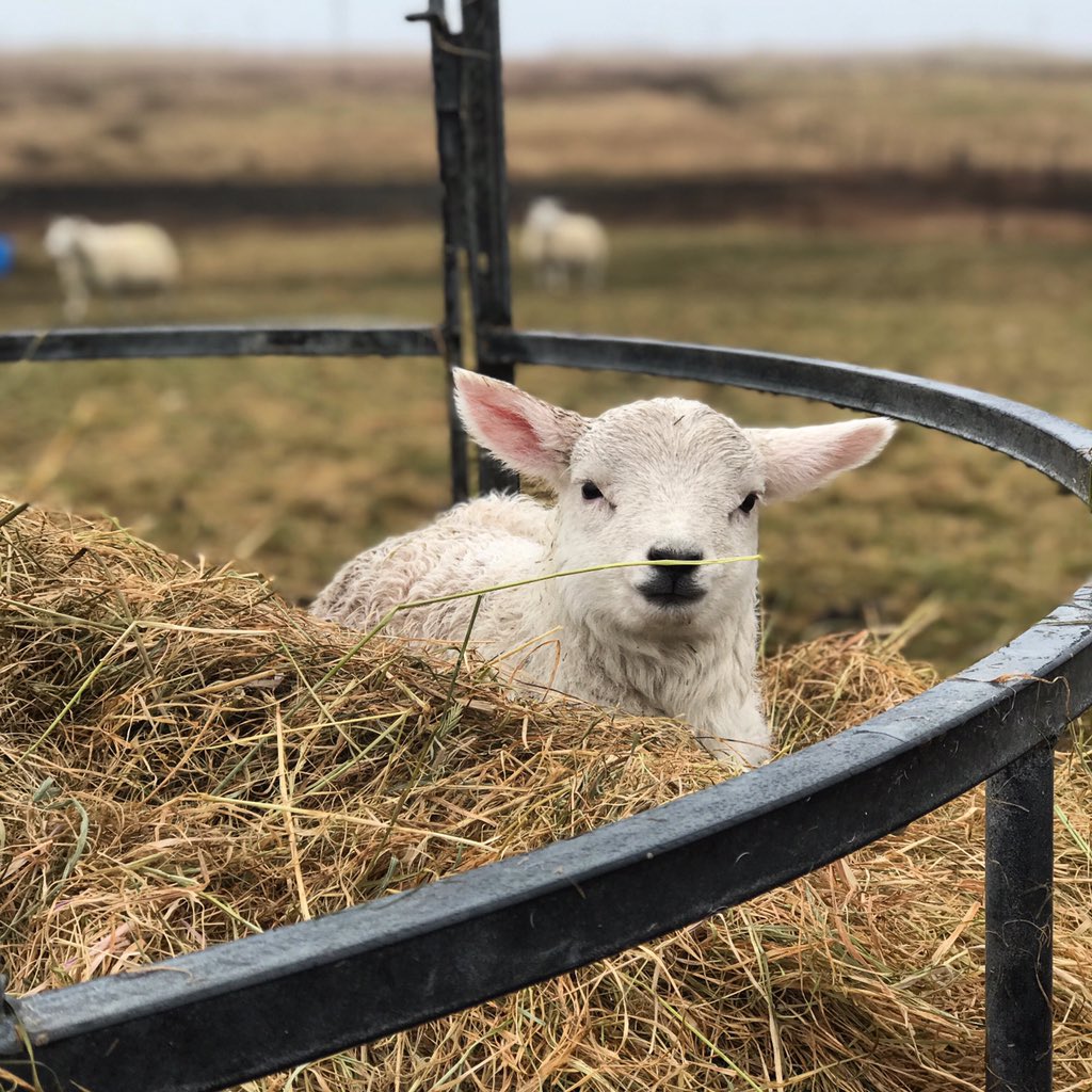 CountryCreative's tweet image. Chilling out the island way! #lambing2020 #lambingseason #southuist