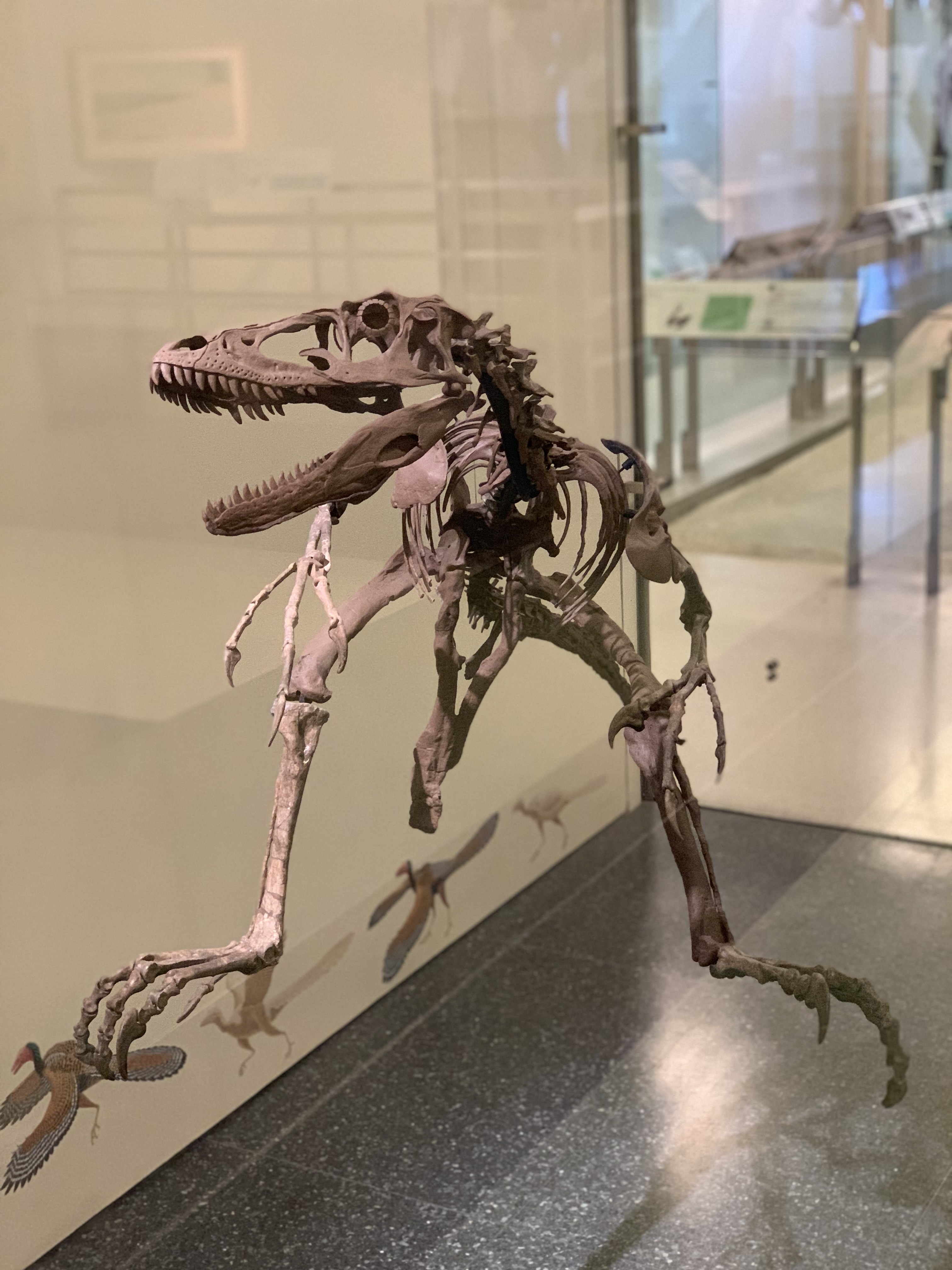 Deinonychus  Natural History Museum