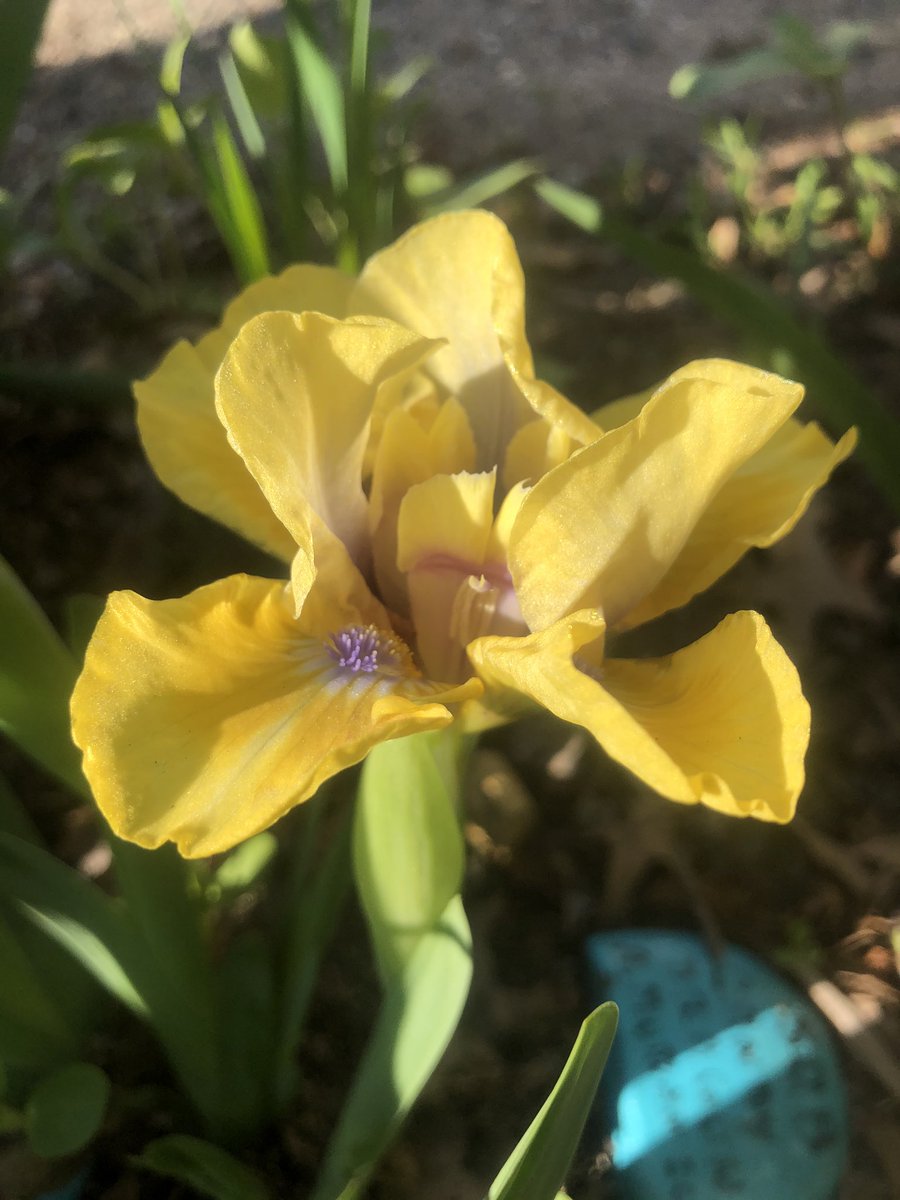 MikeHeter's tweet image. My #beardediris season is starting off with #SDB #CustomJewel and there’s a little extra to love because it has four falls - absolutely adorable ❤️#garden #iris #hetersgarden #highlandsnj #plantdaddy #gardening #iridacae