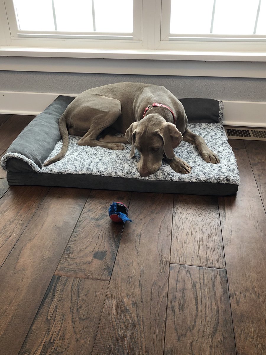 clintnester's tweet photo. “Make one move. I dare ya”. Taking frustrations out on this killer tennis balls on a snowy Friday. #workingfromhome #weimaraner #caronalockdown https://t.co/UCFWg4HEv8