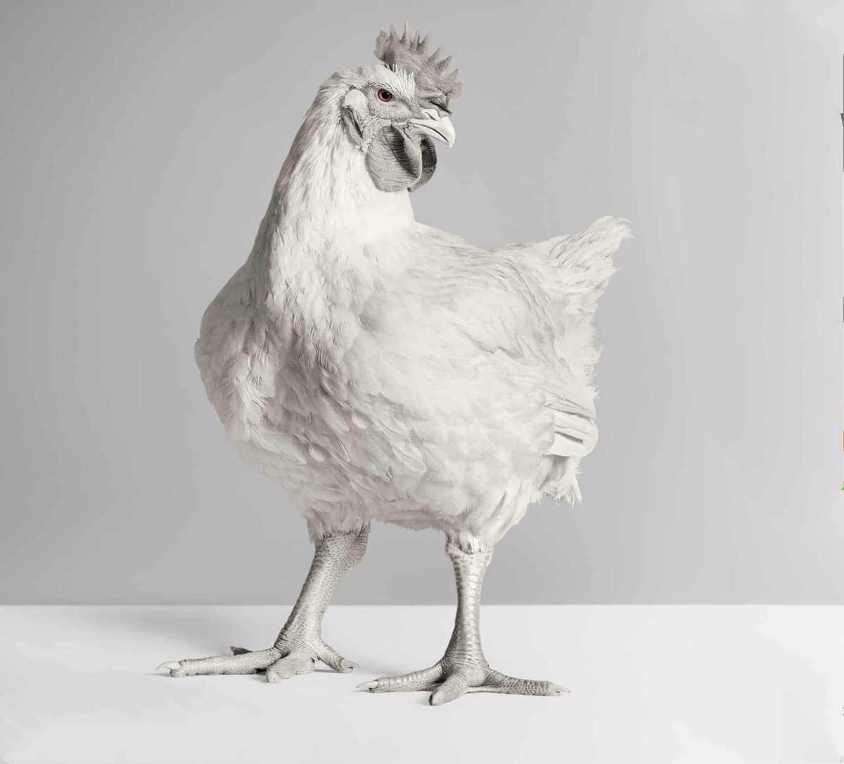 Pollo albino. Síganme para más recetas