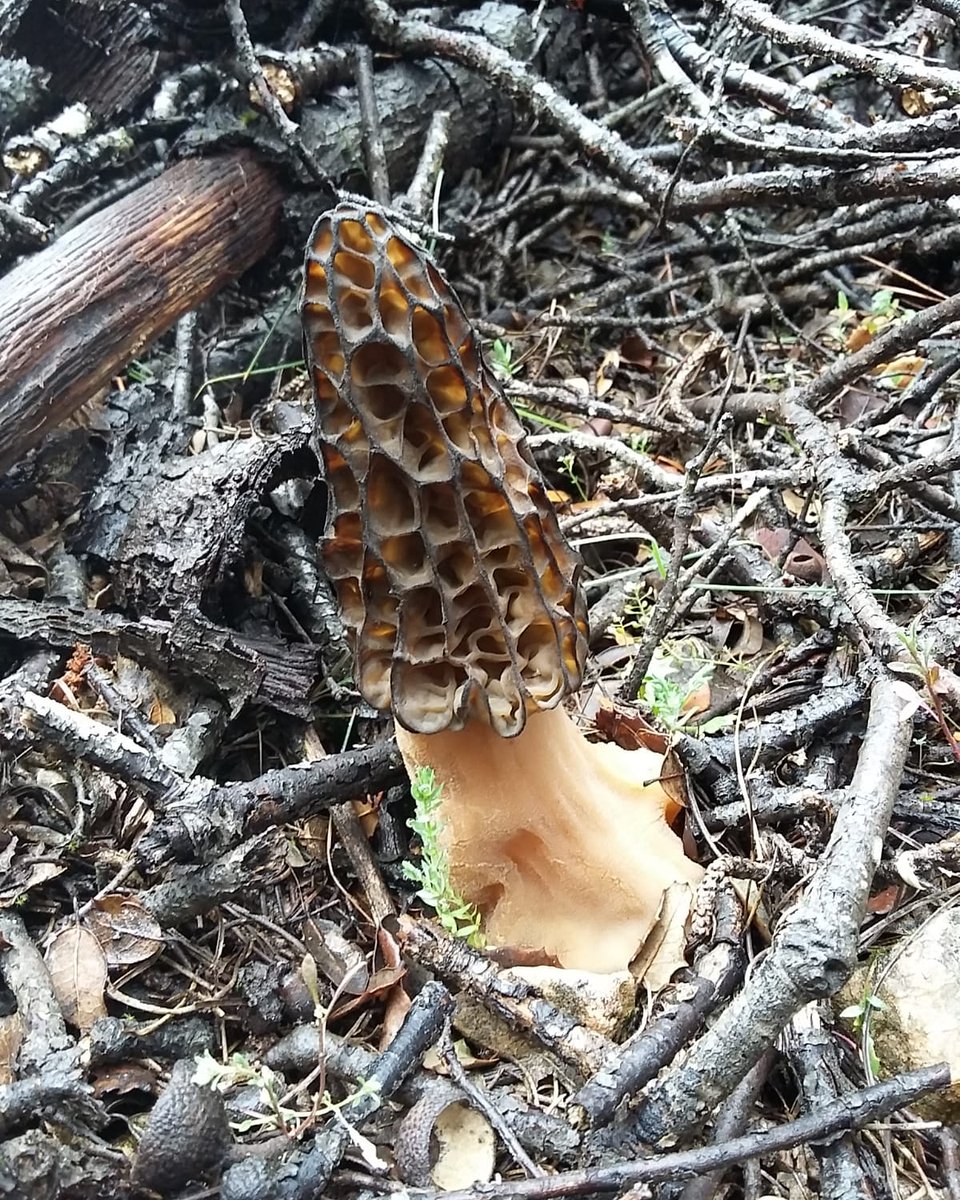siremwild's tweet photo. ¡Hasta podemos olerla! Qué ganas de pasear por el #campo y encontrar y buscar y observar y apreciar estas pequeñas cosas que nos regala la #naturaleza ... 
Gracias por la foto!
#setas #bosque #colmenilla #micologia #setascomestibles #hongos #bosqueencantado #naturaleza #foto https://t.co/I3uurOiuzH