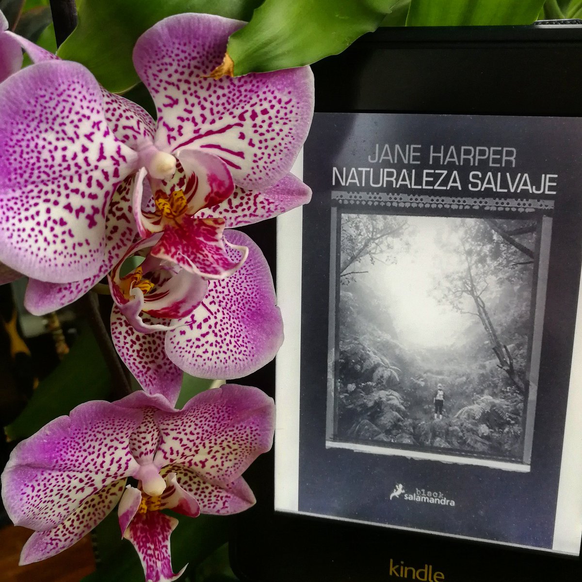 Kobayashi_jjs's tweet photo. Volvemos a Australia con Aaron Falk y pasamos de la sequía a una lluvia Interminable...
🌳🐍⛈️ NATURALEZA SALVAJE de Jane Harper
Miniclub de lectura en @abretelibro
#naturalezasalvaje #aaronfalk #janeharper https://t.co/rAGnyUxqAV