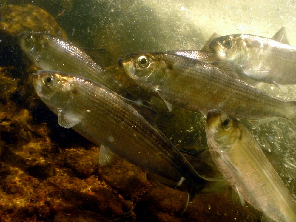 The herring are back in Plymouth's Town Brook! Every spring, thousands of blueback and alewife herring migrate from the ocean. With state and local partners, we removed an unused dam so these fish can now swim freely. go.usa.gov/xv9mN
@USFWSFisheries <a href="/TownofPlymouth/">Town of Plymouth, Massachusetts</a>
