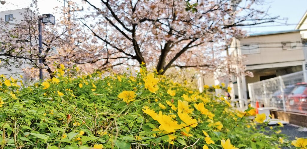 面影草 面影草