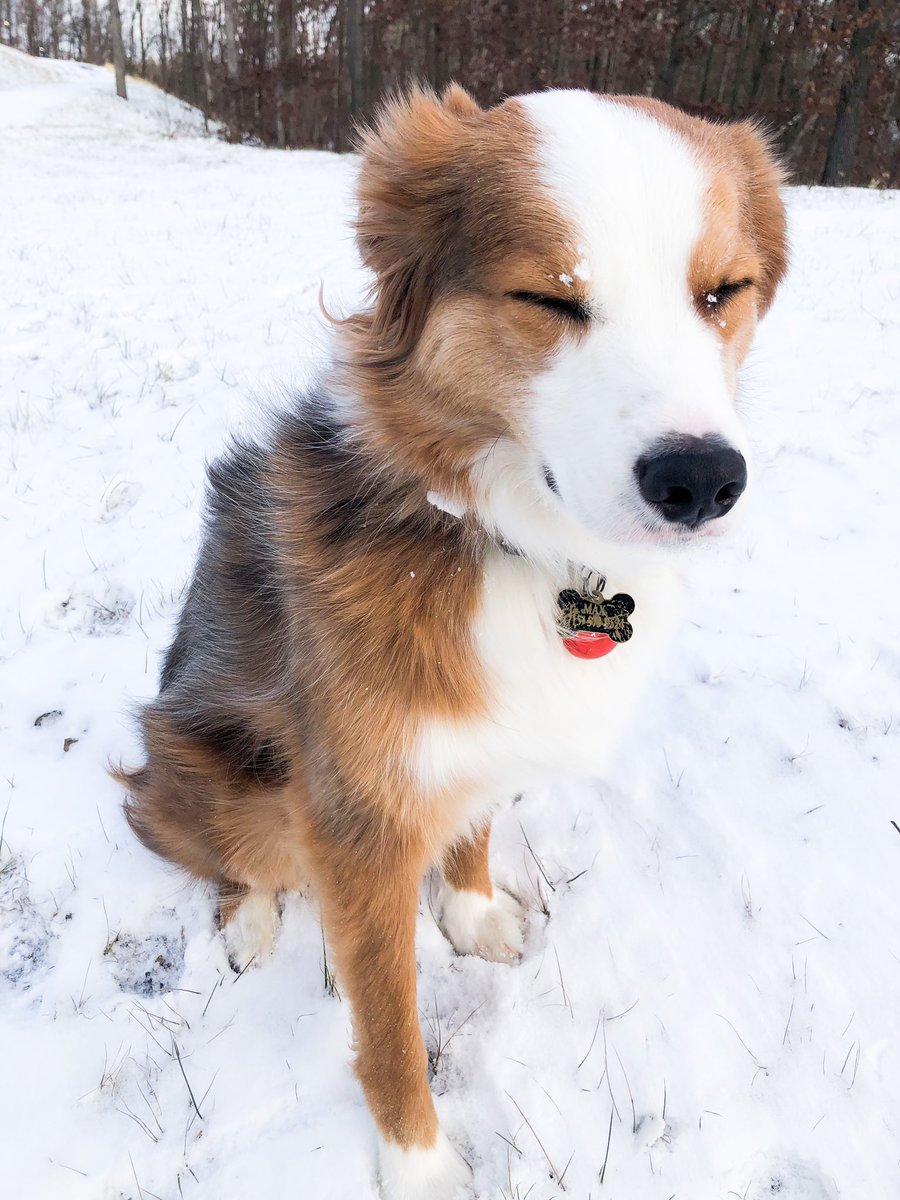 Snow days.. cold days! @CuteEmergency @dog_feelings @WeLoveDogsUSA @dog_rates @Bestofdogs2 @DogsTexting @DogsTrust #thecuriousmaxx