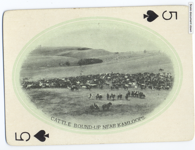 the 5 of spades features cattle on the range.  #aghist  @kamloopsmuseum