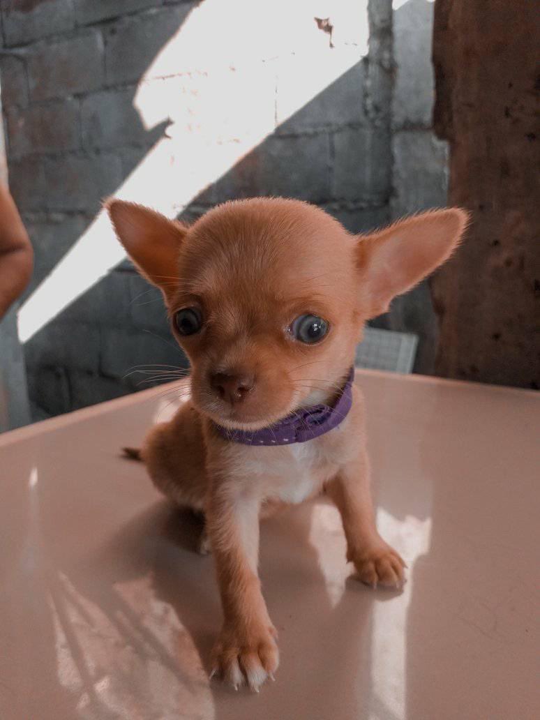animalityplanet's tweet photo. 🥺 https://t.co/YxkYVRLldO