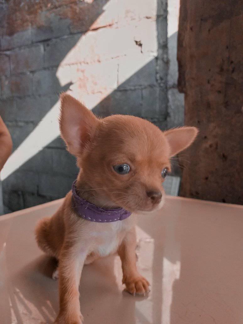 animalityplanet's tweet photo. 🥺 https://t.co/YxkYVRLldO