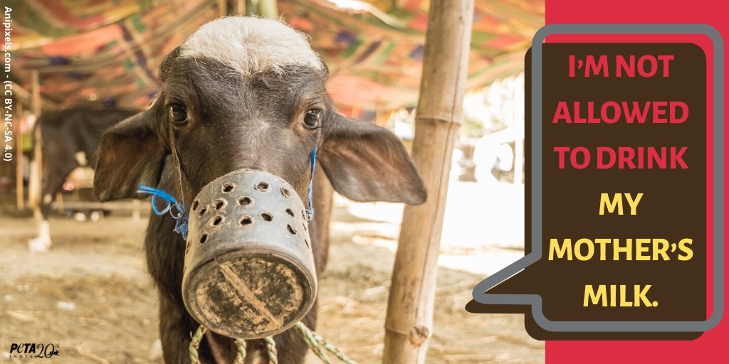 PETA India on Twitter: PETA India on Twitter: