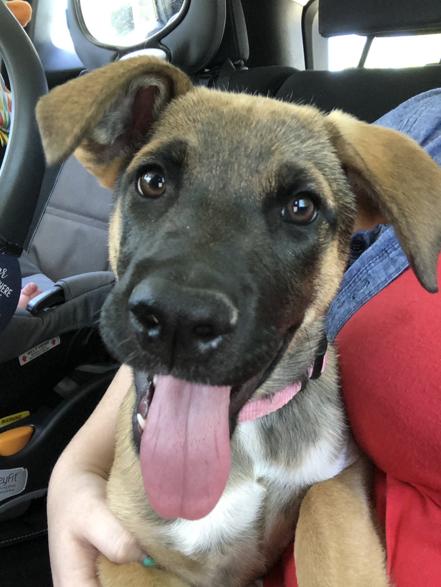 _Hannah_Morris's tweet photo. This is Honey. She’s our new addition to the family. She’s also very cute 🐶🤷🏼‍♀️ #pupdate https://t.co/mohTwT7GSe
