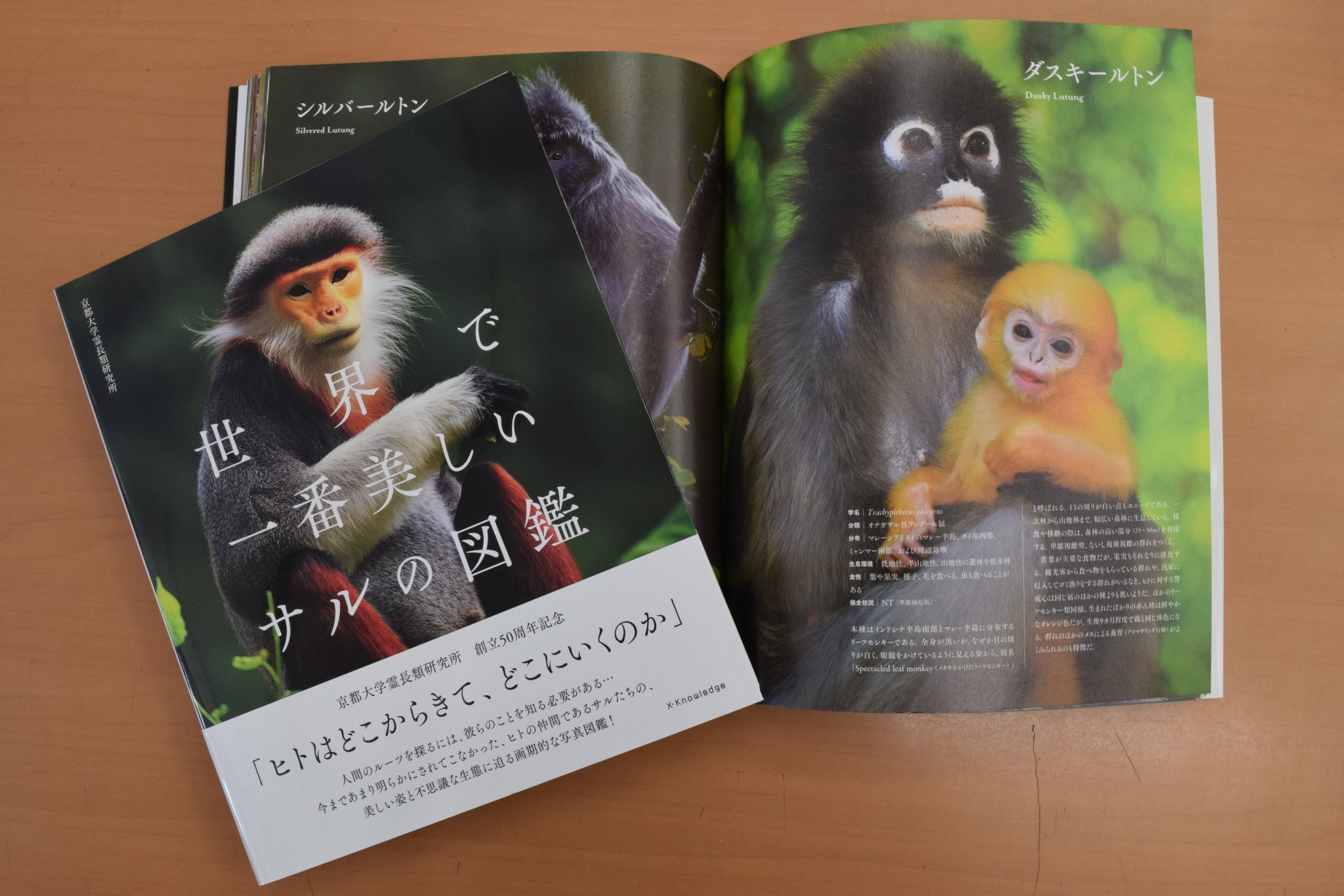 日本モンキーセンター 公式 世界で一番美しいサルの図鑑 サルたちの美しい写真がこれでもかと載っています 美しい写真をみて癒されましょう 図鑑なので勉強にもなりますよ 阪倉 T Co 4ppxygf6lc 休園中の動物園水族館 おうち