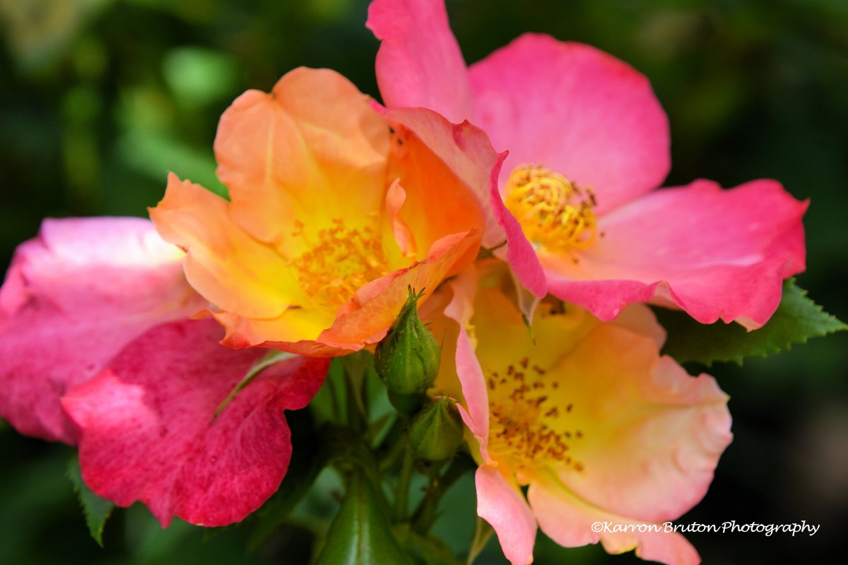 The miracle is not to fly in the air, or to walk on the water, but to walk on the earth. Chinese proverb