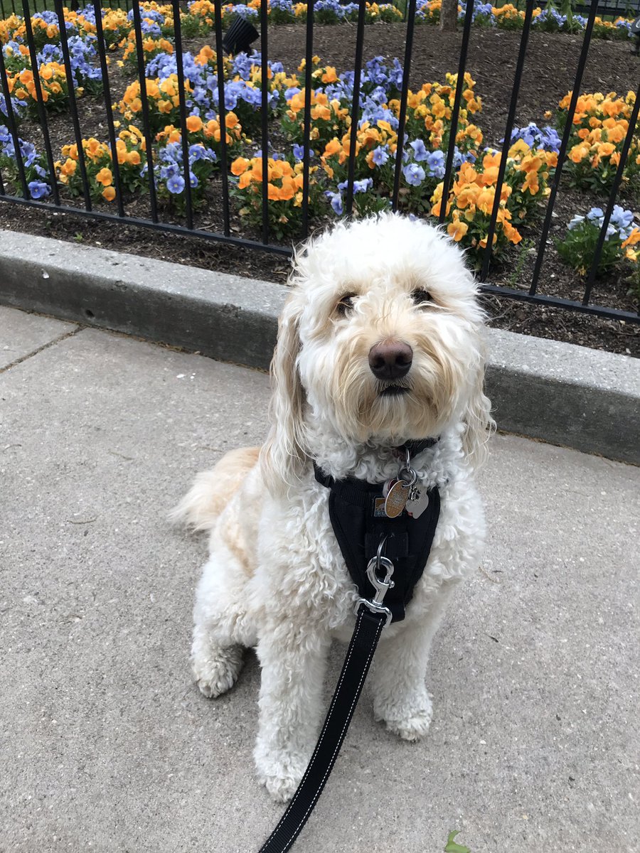 Rachel_H_027's tweet photo. @MrSilverScott Here is C.J.! He is happily getting extra long walks! (Baltimore, MD) https://t.co/iscyqB3zhQ