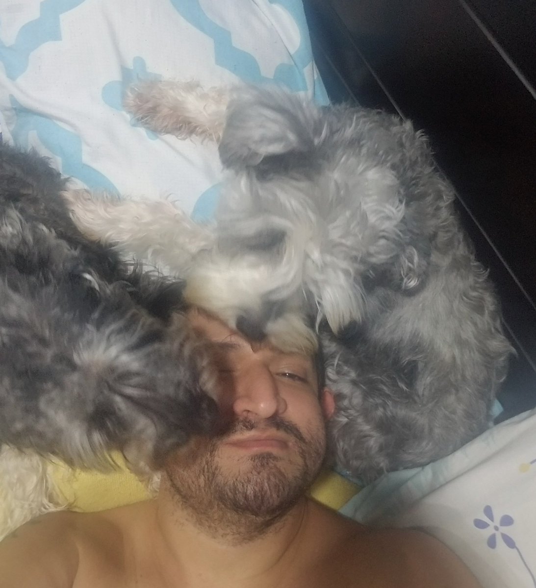 faramir_c's tweet photo. Su amor es algo que agradezco y hace más llevaderos estos días
#PaulaXaviera #MeridaIsabel #schnauzer #perrihijas #schnauzerlove #schnauzerworld #schnauzer_lovers #schnauzer_of_twitter https://t.co/DCd5dlnKYd