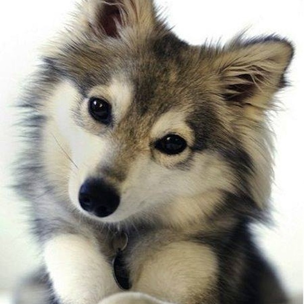 Y luego.  #cachorro #perro #mascota #pets #animales #dog #animals → instagram.com/p/B_qefS7FBGp/