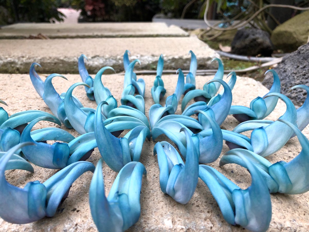 ヒスイカズラアートまとめ