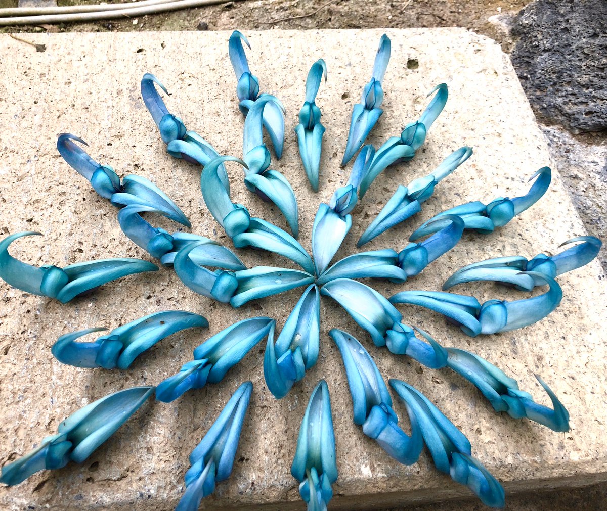 ヒスイカズラアートまとめ