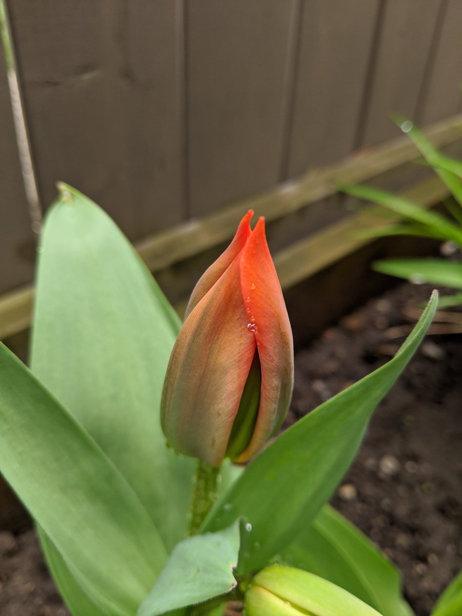trotterspace's tweet photo. When I planted these last fall I never imagined how much time I would be spending at home.
A bright welcome to spring. @CdnTulipfest
#BloomingLib75 https://t.co/FLq0Q7AKZB