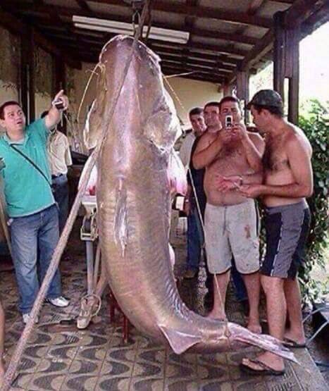 giant-piraiba-catfish