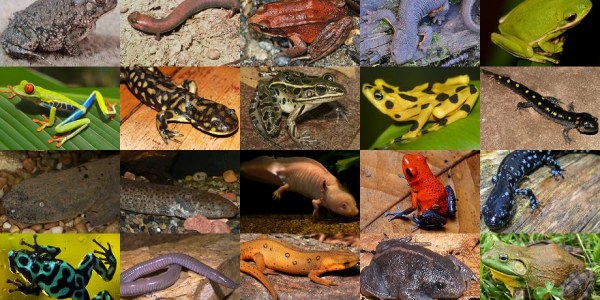 SaPeCs1's tweet photo. 🐸Alguém gostaria de saber sobre algum anfíbio?🐸 
⚠️Farei uma thread⚠️ https://t.co/d1yzuhEcmc
