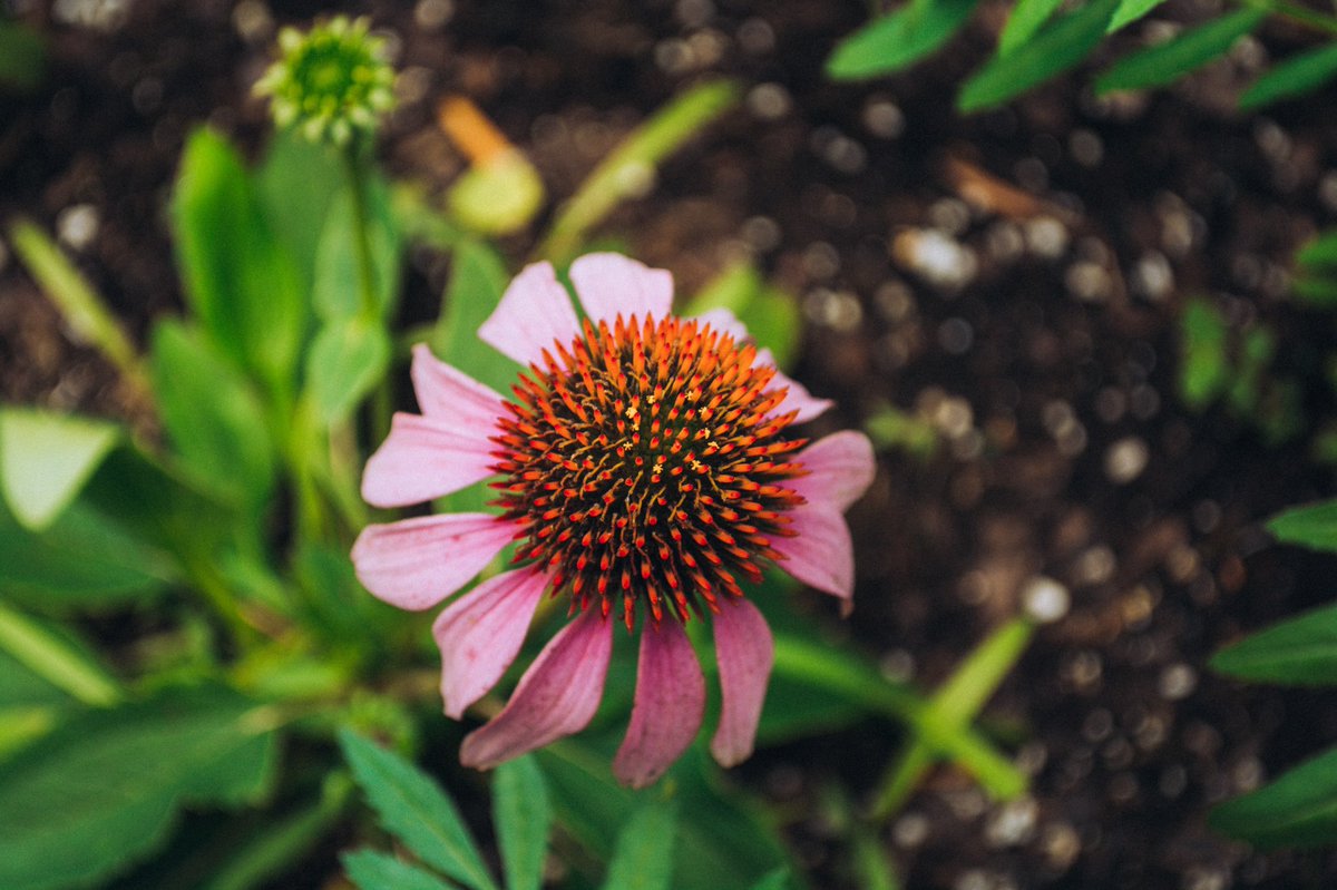 Today’s project: revisiting photos from 2015 💐🌸 #floralsforspring